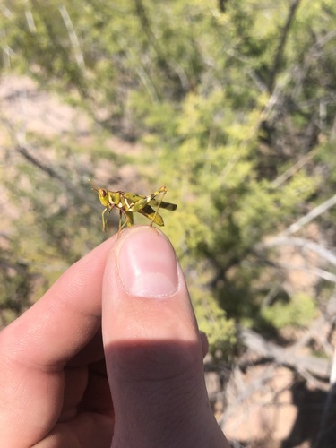 Creosote Bush Grasshopper