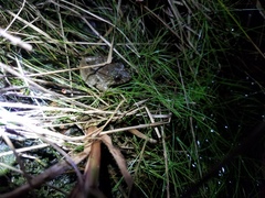 Leptodactylus wagneri