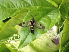 Synanthedon tipuliformis