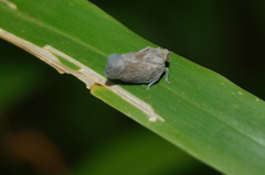 Metcalfa
