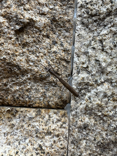 Asian Jumping Mantis