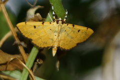 Phaedropsis