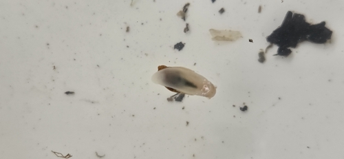 Oxyloma hirasei observed 2025-09-13