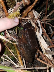 Leptodactylus wagneri