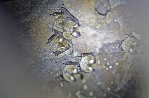 Hipposideros maggietaylorae