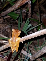 Almendariz's Treefrog photo 3