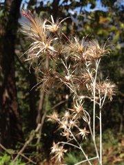 Onoseris onoseroides