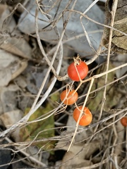 Solanum pimpinellifolium