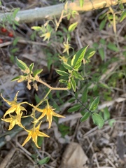 Solanum pimpinellifolium