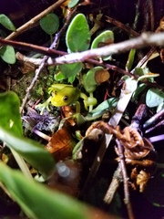 Boana cinerascens