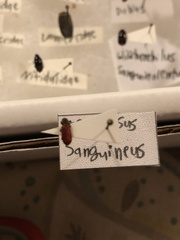 Zenodosus sanguineus