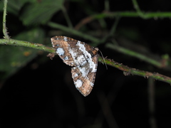 Melanthia procellata szechuanensis