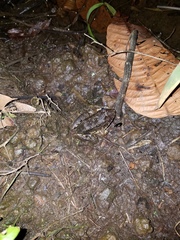 Leptodactylus wagneri