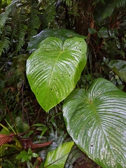 Anthurium cuspidatum