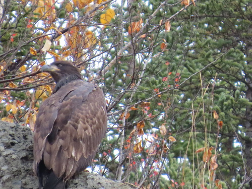 Bald Eagle
