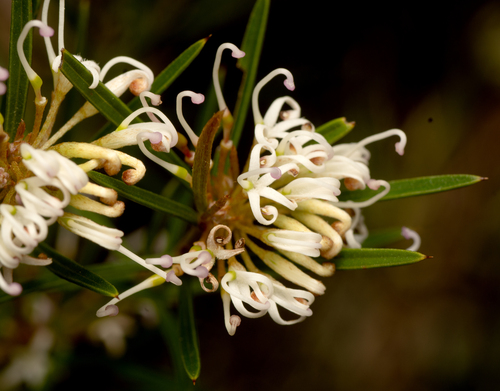 swamp grevillea (Grevillea patulifolia)