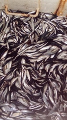 Strangomera bentincki