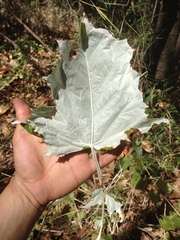 Onoseris onoseroides