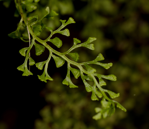 Lindsaea microphylla (Lindsaea microphylla)