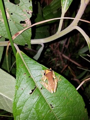 Dendropsophus sarayacuensis