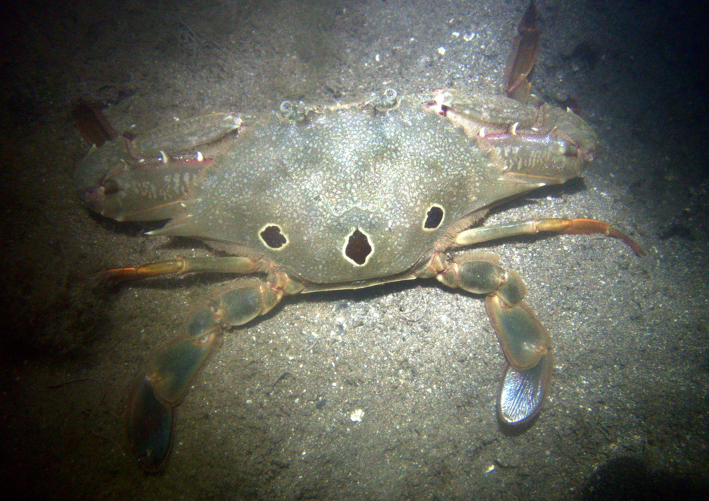 Hawaiian Blood-spotted Swimming Crab