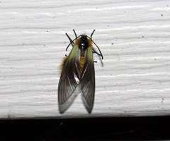 Pryeria sinica