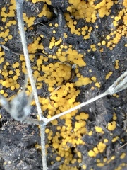 Hydropisphaera peziza