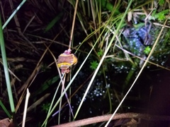 Dendropsophus bifurcus