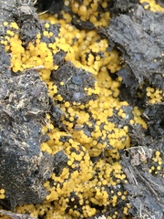 Hydropisphaera peziza