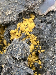 Hydropisphaera peziza