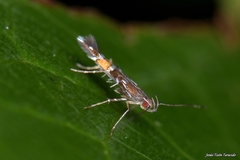 Cosmopterix pulchrimella