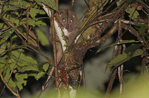 Phalanger orientalis