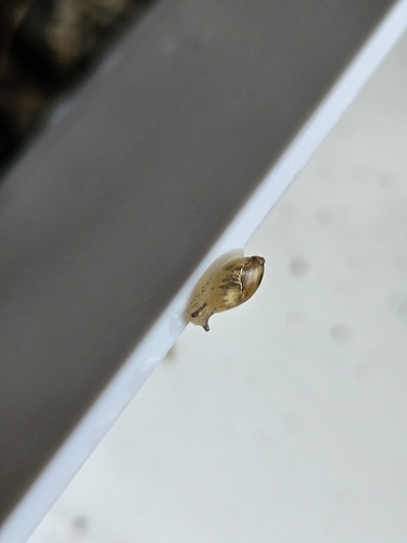 Oxyloma hirasei observed 2025-09-13
