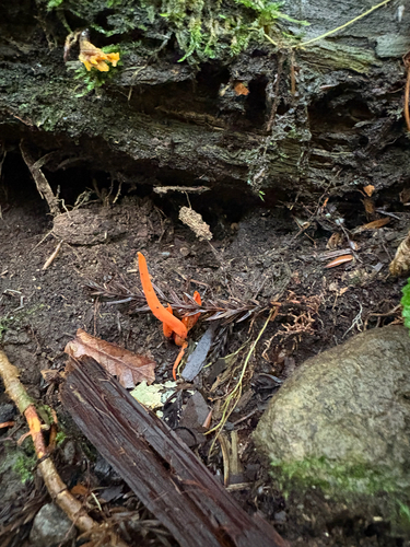 Clavulinopsis miyabeana