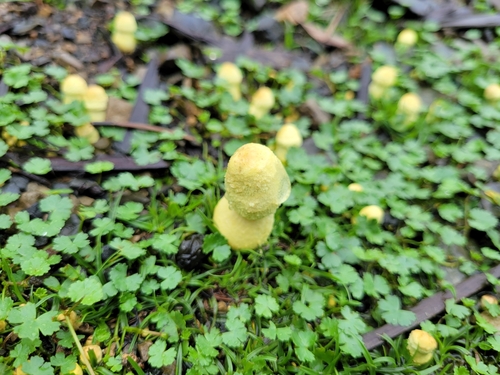 Leucocoprinus birnbaumii