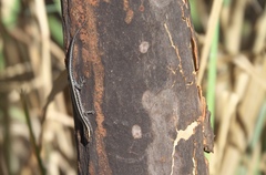 Cryptoblepharus virgatus