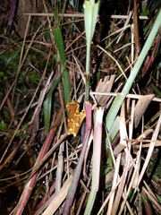 Dendropsophus sarayacuensis