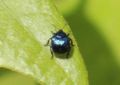 Pterocolus ovatus