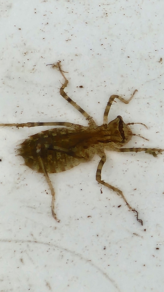 Epitheca marginata from 대한민국 경기도 포천시 on September 13, 2025 at 03:32 PM ...
