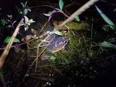 Leptodactylus wagneri