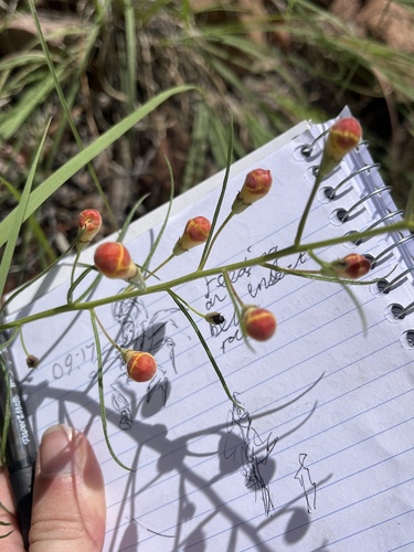 Arizona desert foxglove (Brachystigma wrightii)