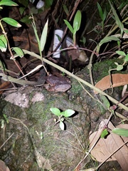 Leptodactylus wagneri