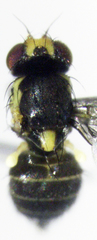 Liriomyza watti