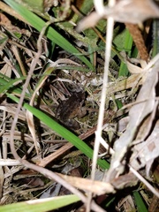 Leptodactylus wagneri