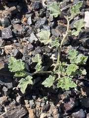 Malva lepidota (Malvella lepidota)