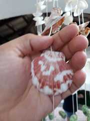 Argopecten noronhensis