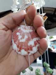 Argopecten noronhensis