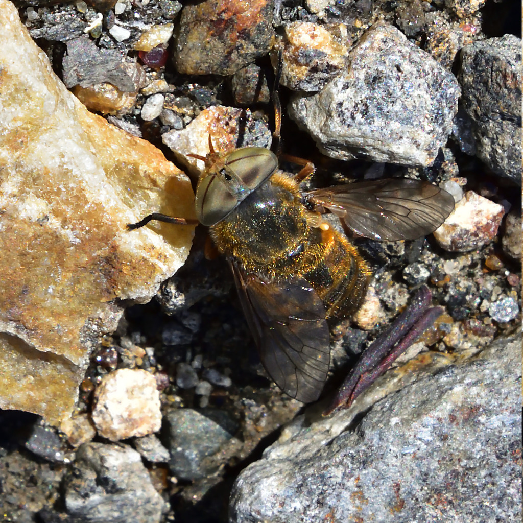 Atylotus tingaureus