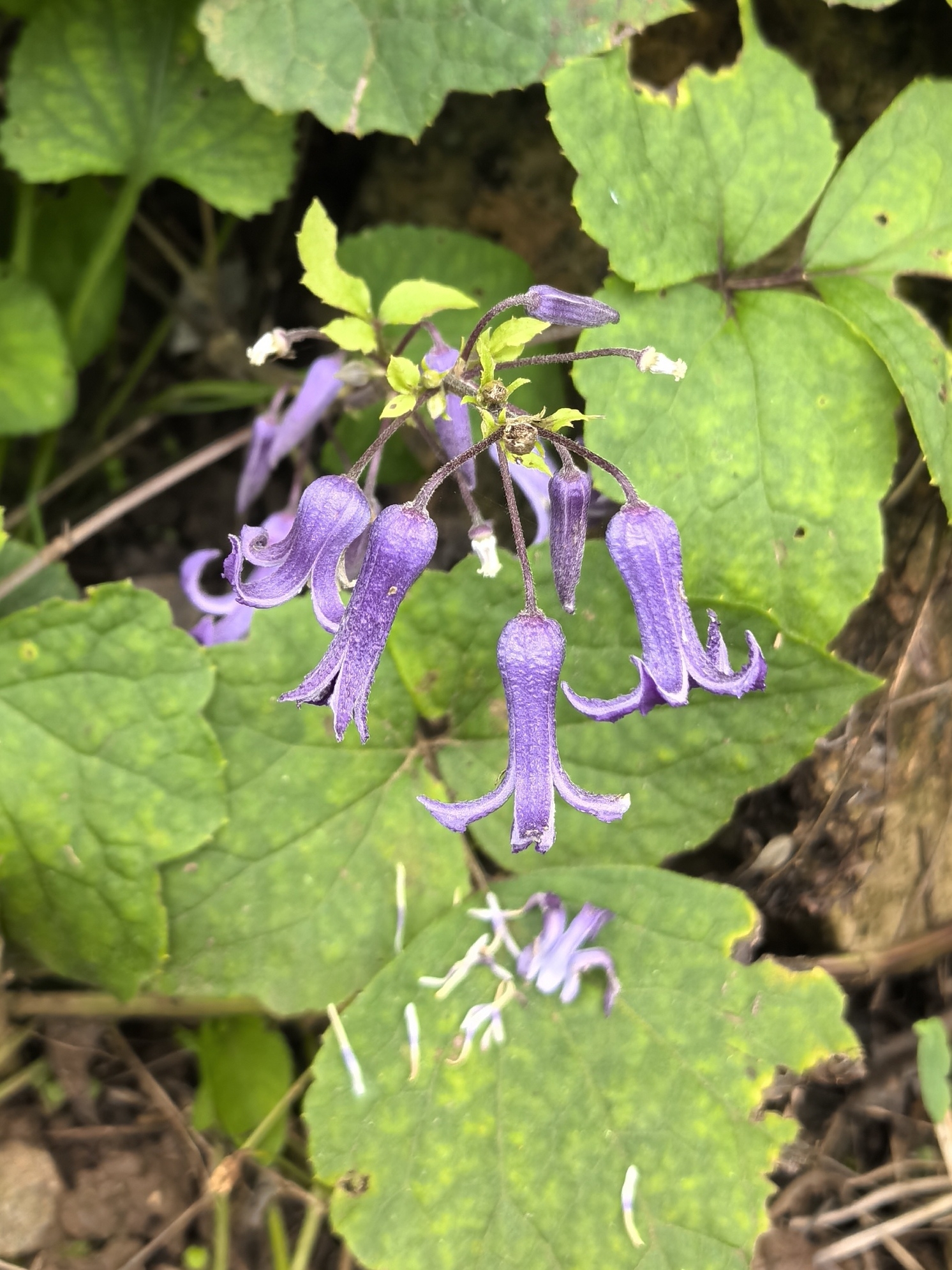 Clematis heracleifolia