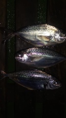 Spotted Butterfish photo 2